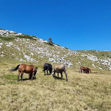 Nota * Jahorina